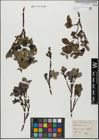 Foto von Salix glabra Scop.
